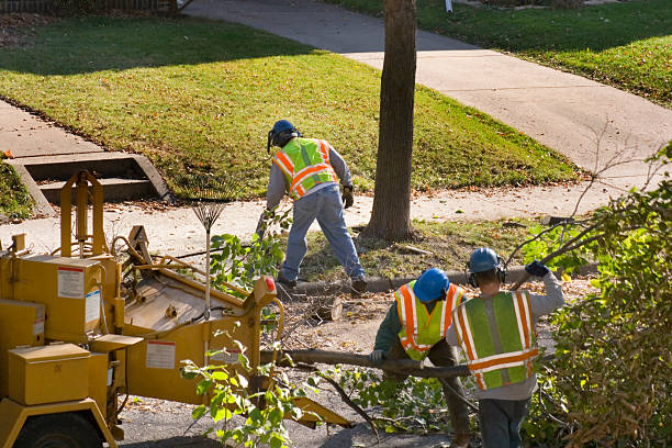 How Our Tree Care Process Works  in Stony Brook, NY